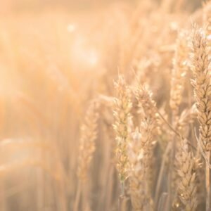 Wheat