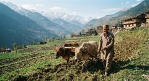 Local farmer working in the fields of Sirmaur Himachal Pradesh