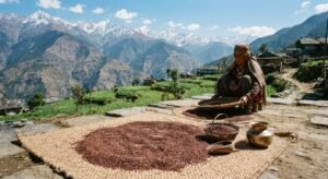 Traditional Kodra grain from the hills of Himachal Pradesh