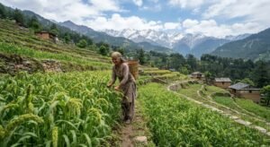 Kodra is a traditional millet associated with mountain agriculture 