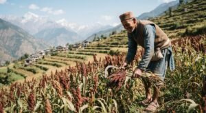 Local farmer cultivating traditional crops in Himachal Pradesh 