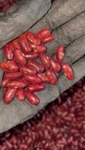 Ghoru Rajma Pahadi kidney beans close up