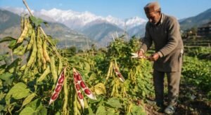 Local Himachal farmer growing Pahadi Rajma